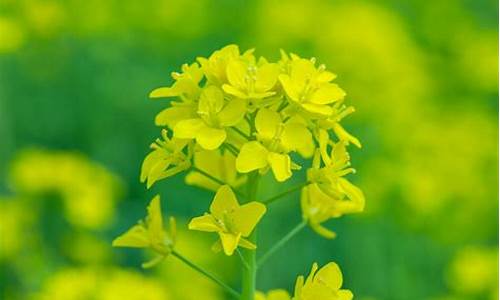 油菜花软件,油菜花电脑系统